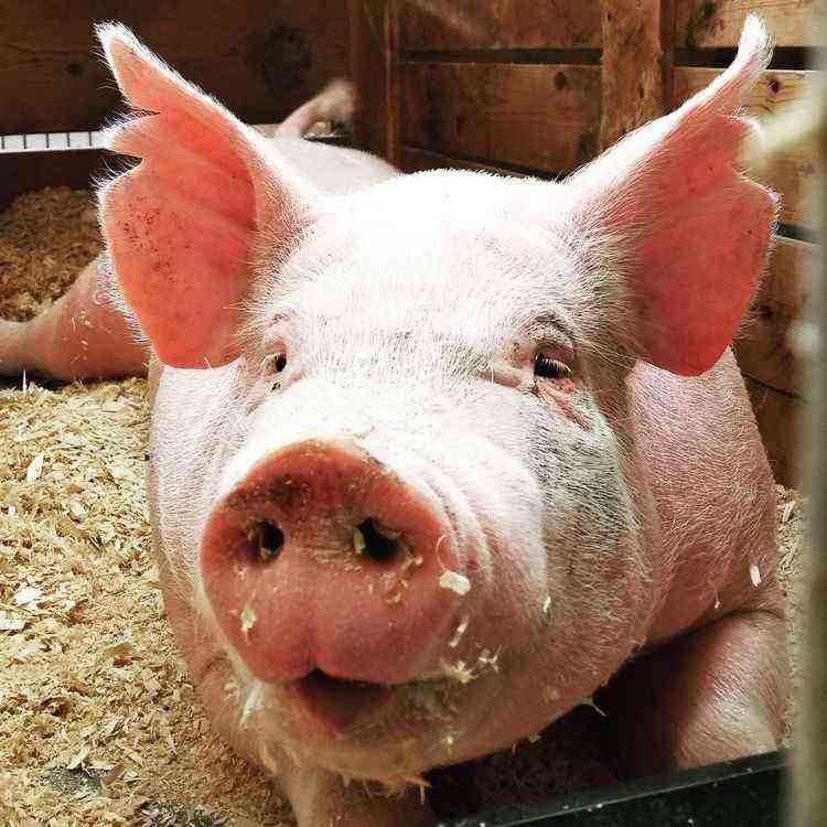 Microclimate and productivity of pigs