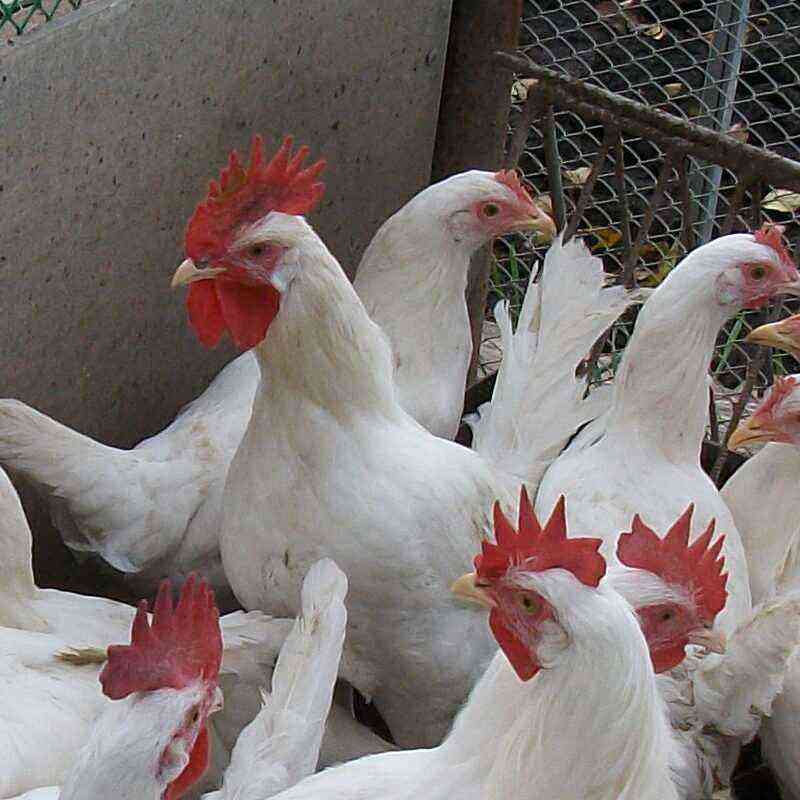 Pantsirevsky breed of chickens