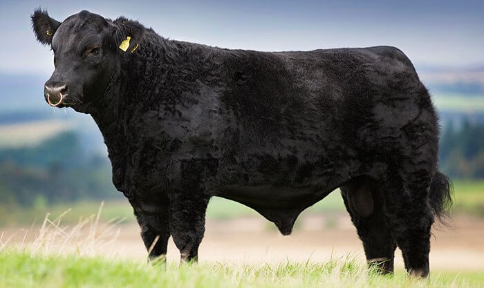 Aberdeen Angus cattle breed
