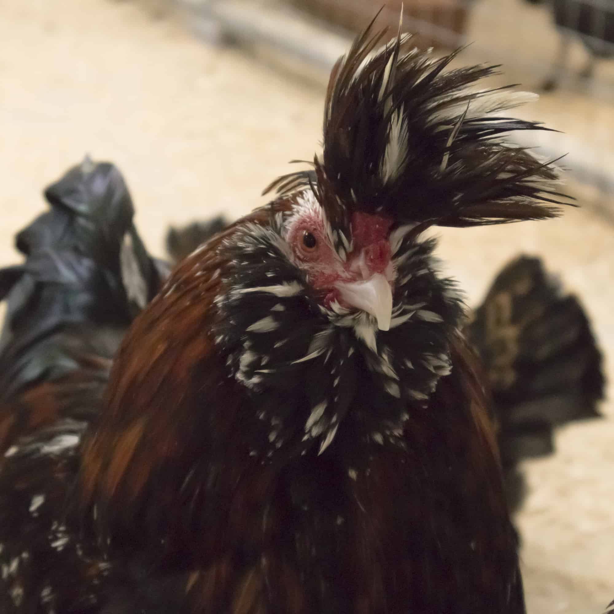 Polverara chicken breed