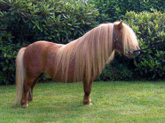 Typical Shetland horse