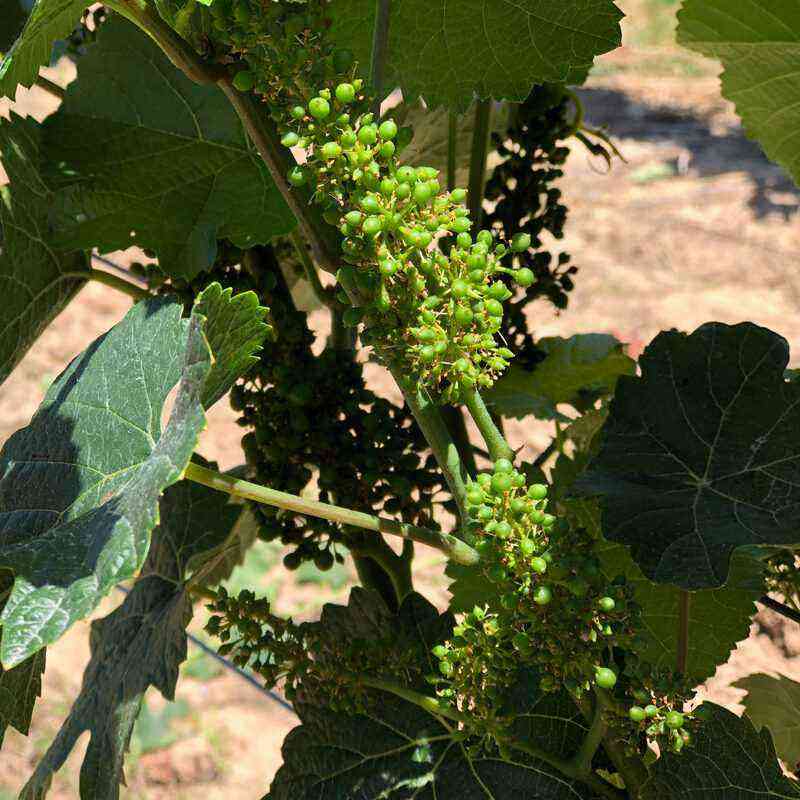 Processing grapes after flowering