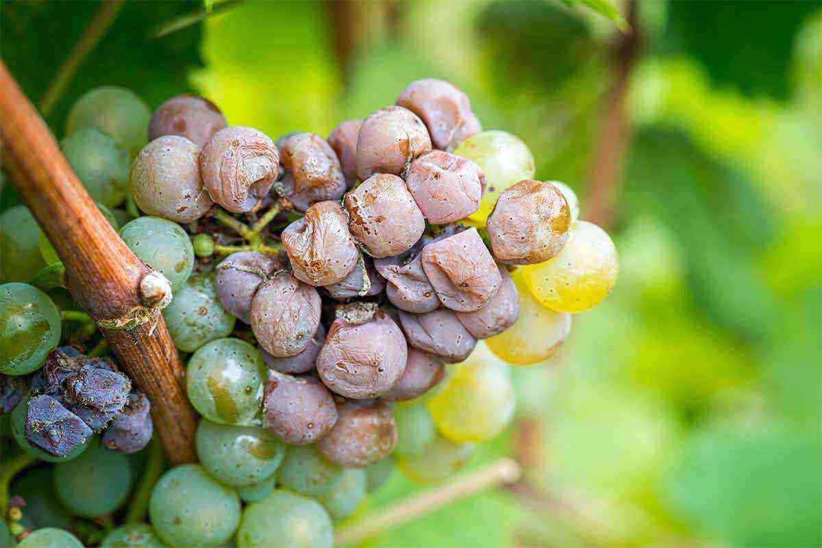 Protect grapes from diseases without pesticides