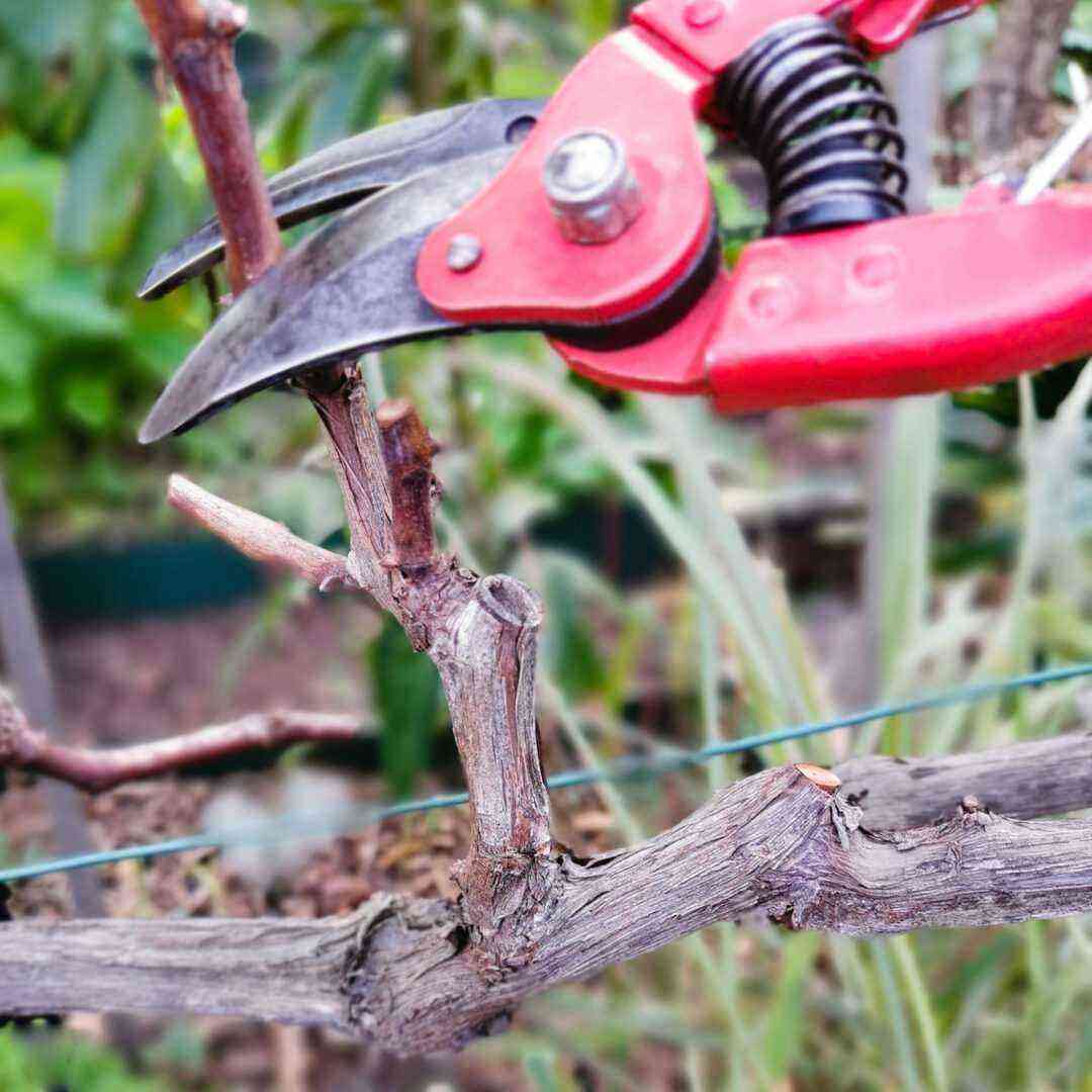 Pruning grapes in the first year of planting