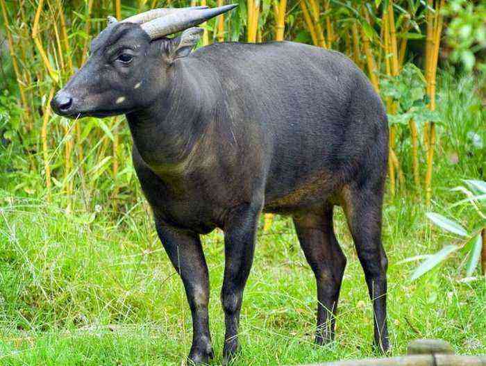 Pygmy buffalo