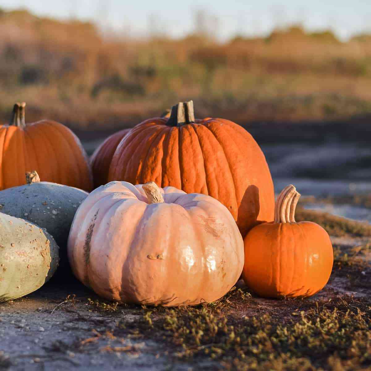 Rules and methods for storing pumpkins in winter