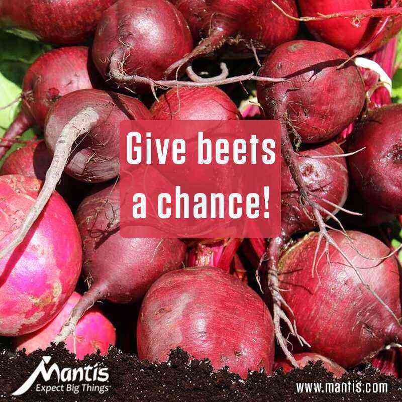 Rules for planting and growing beets in the garden