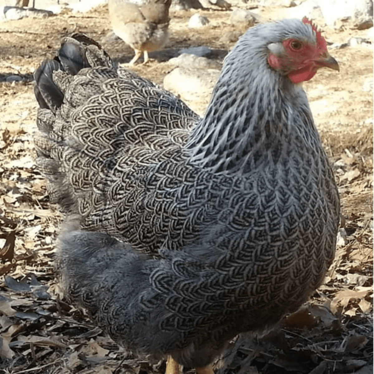 Short-legged chickens creepers, their characteristics