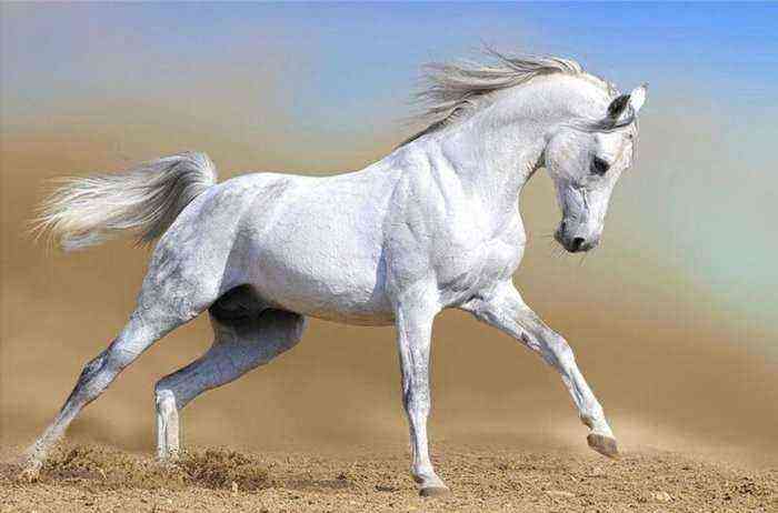 arabisk hest