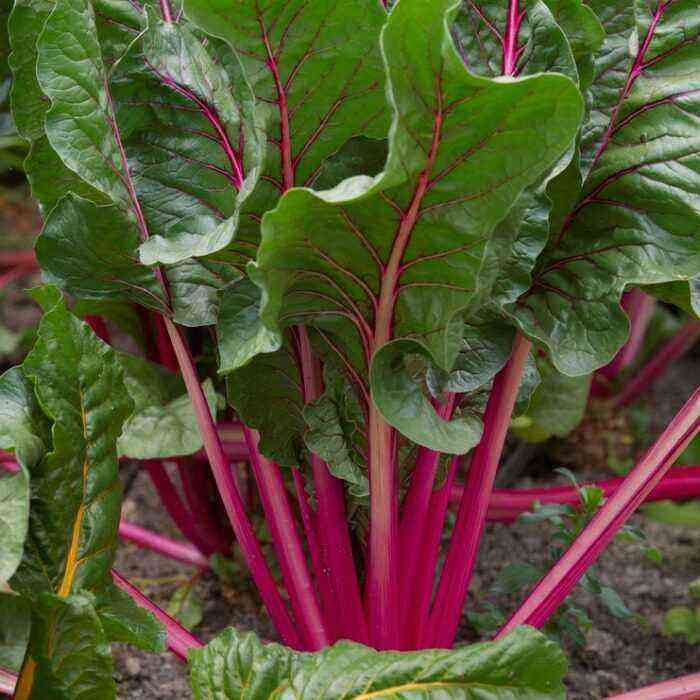 Step-by-step guide to growing Swiss chard