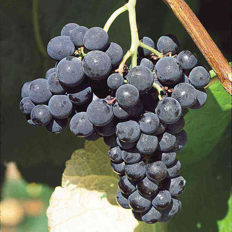 Support for girlish grapes