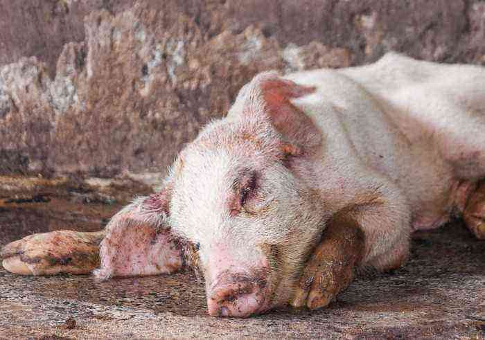 Swine flu disease in pigs