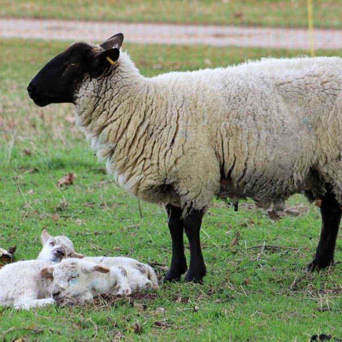 Texel meat breed sheep: description, origin, breeding