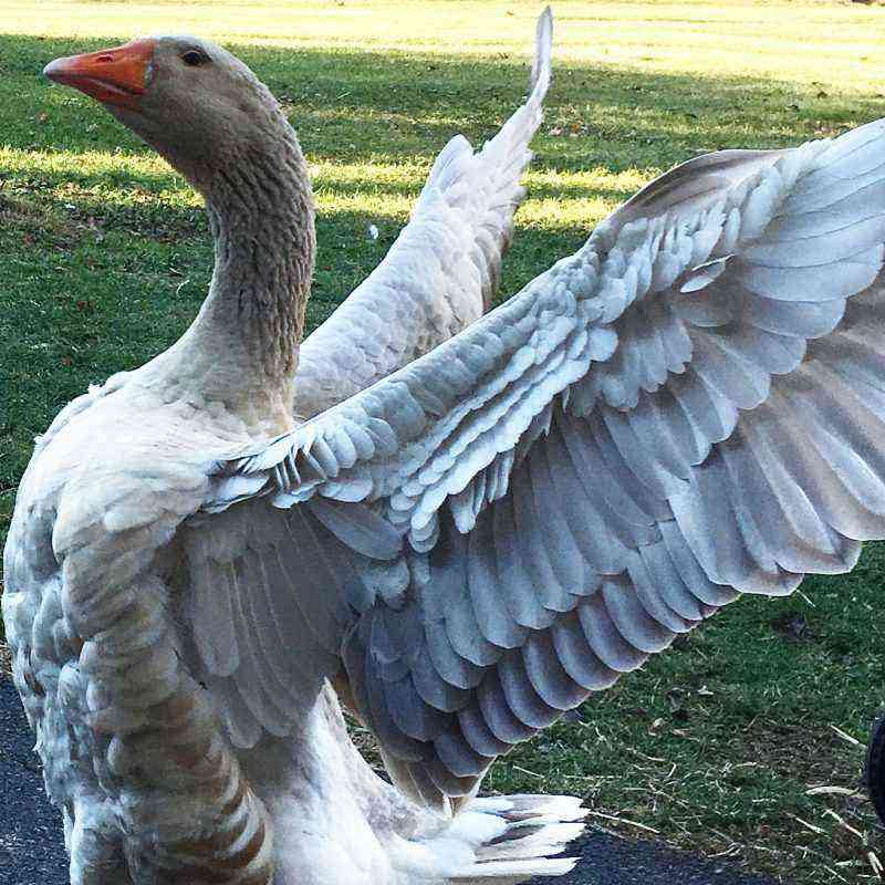 The best breeds of geese with their descriptions and photos