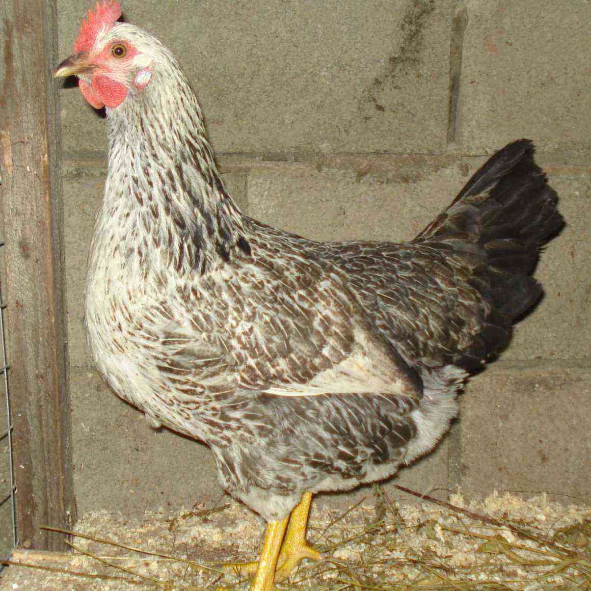 The breed of chickens is Kotlyarevskaya