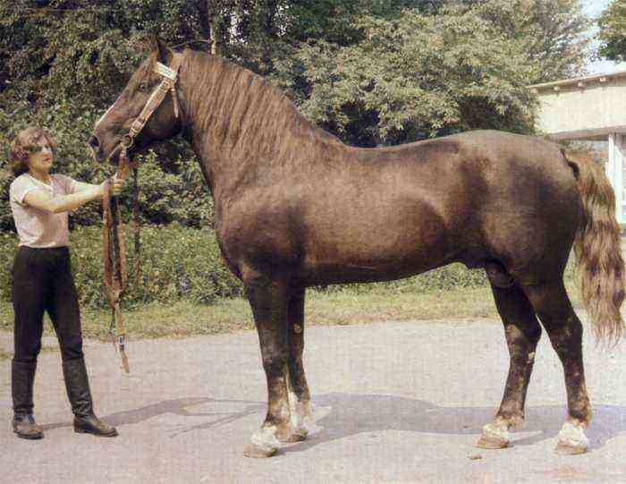 Tori horse breed