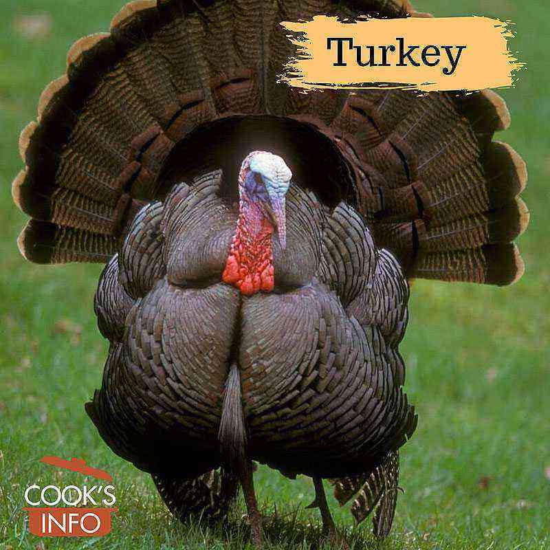 Turkey: description, types, breeding and maintenance