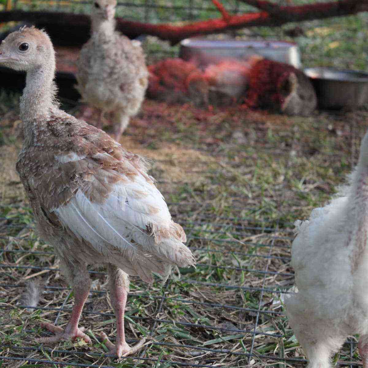 Turkey poults: feeding and caring for them