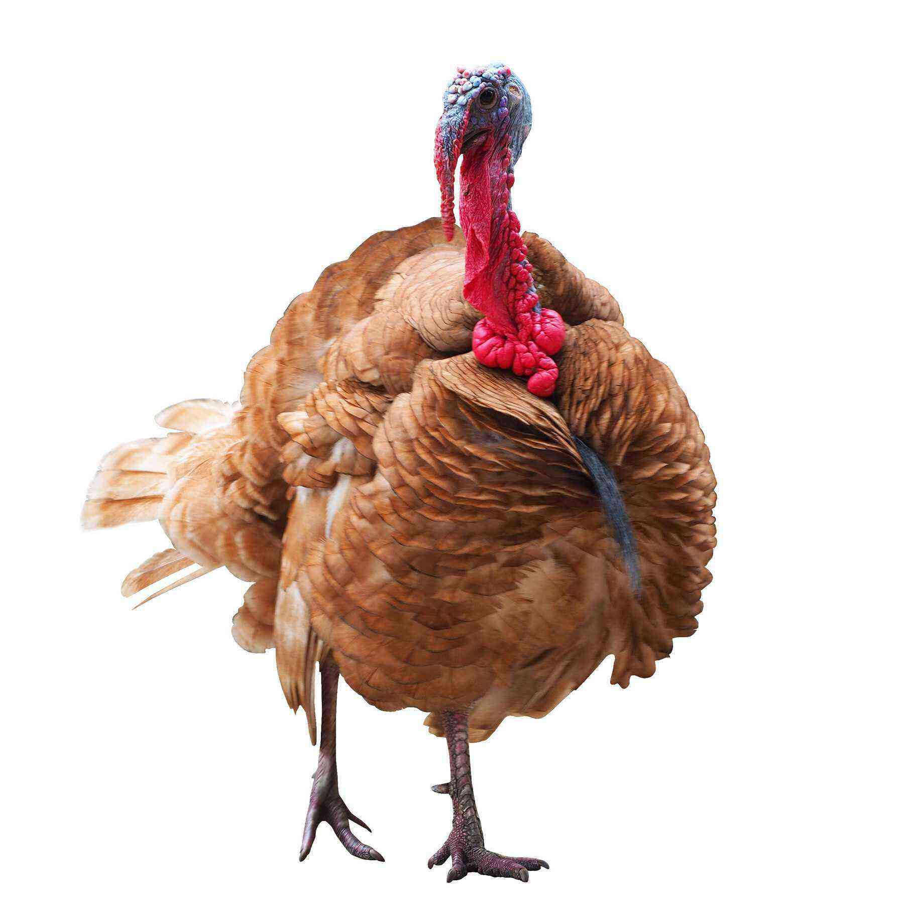 Turkeys bronze-708: description and cultivation