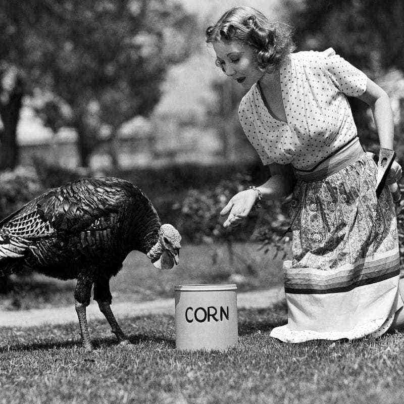 What and how to feed turkeys?