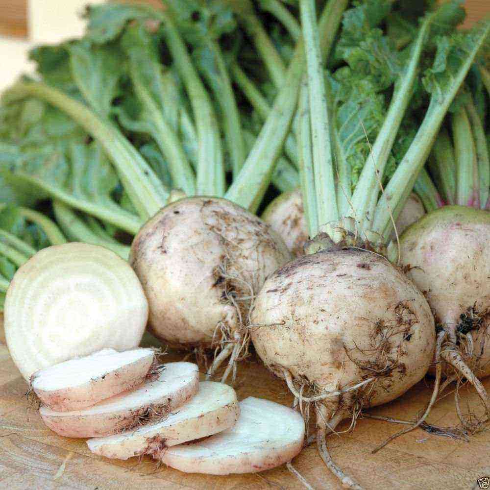 White beets: description, features of planting and growing