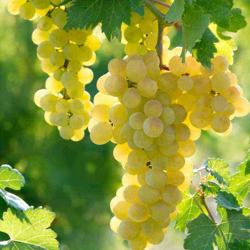 White bloom on grapes