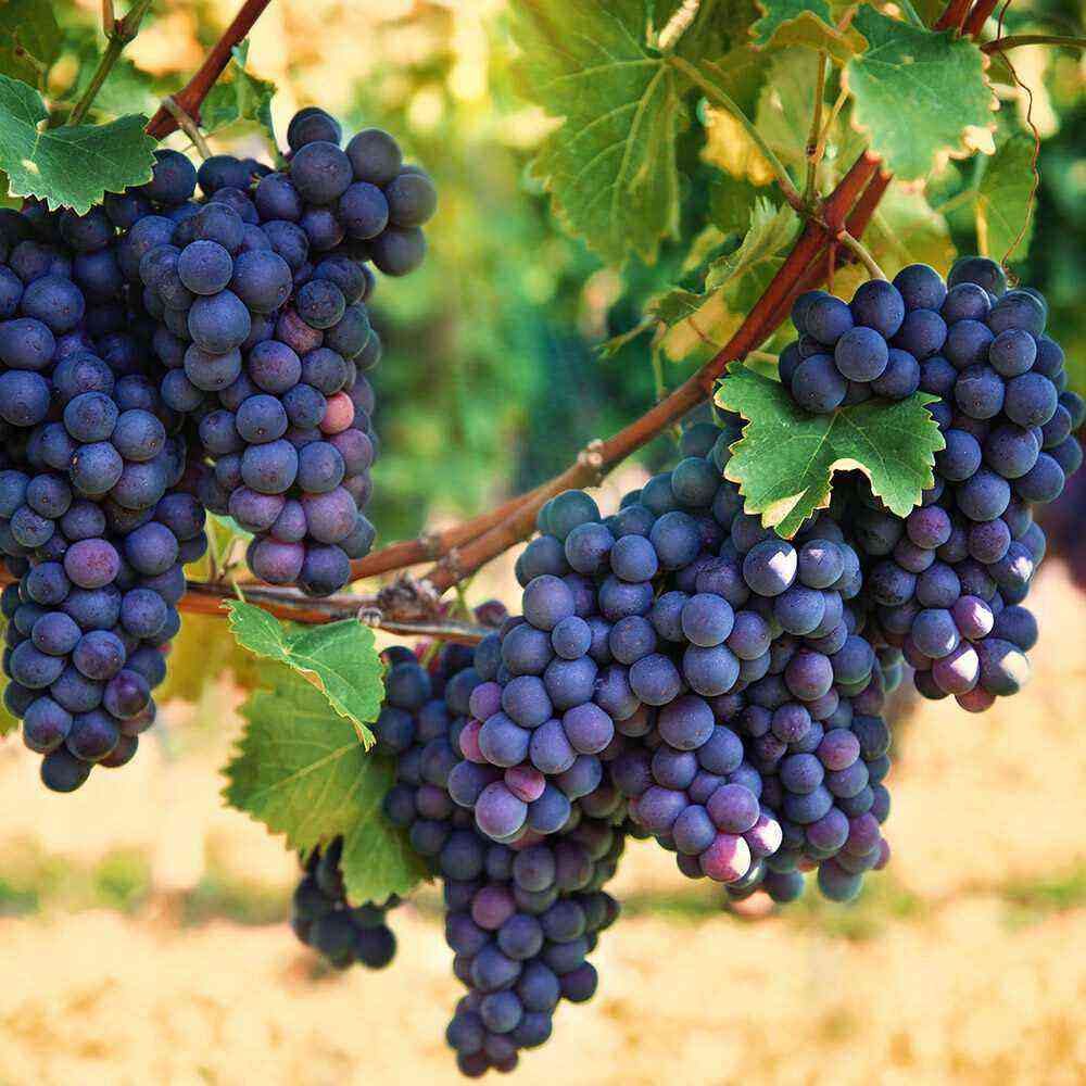 Why grapes are small and what to do?