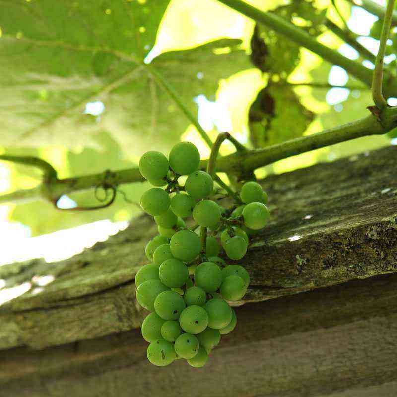 Why grapes turn black and what to do?