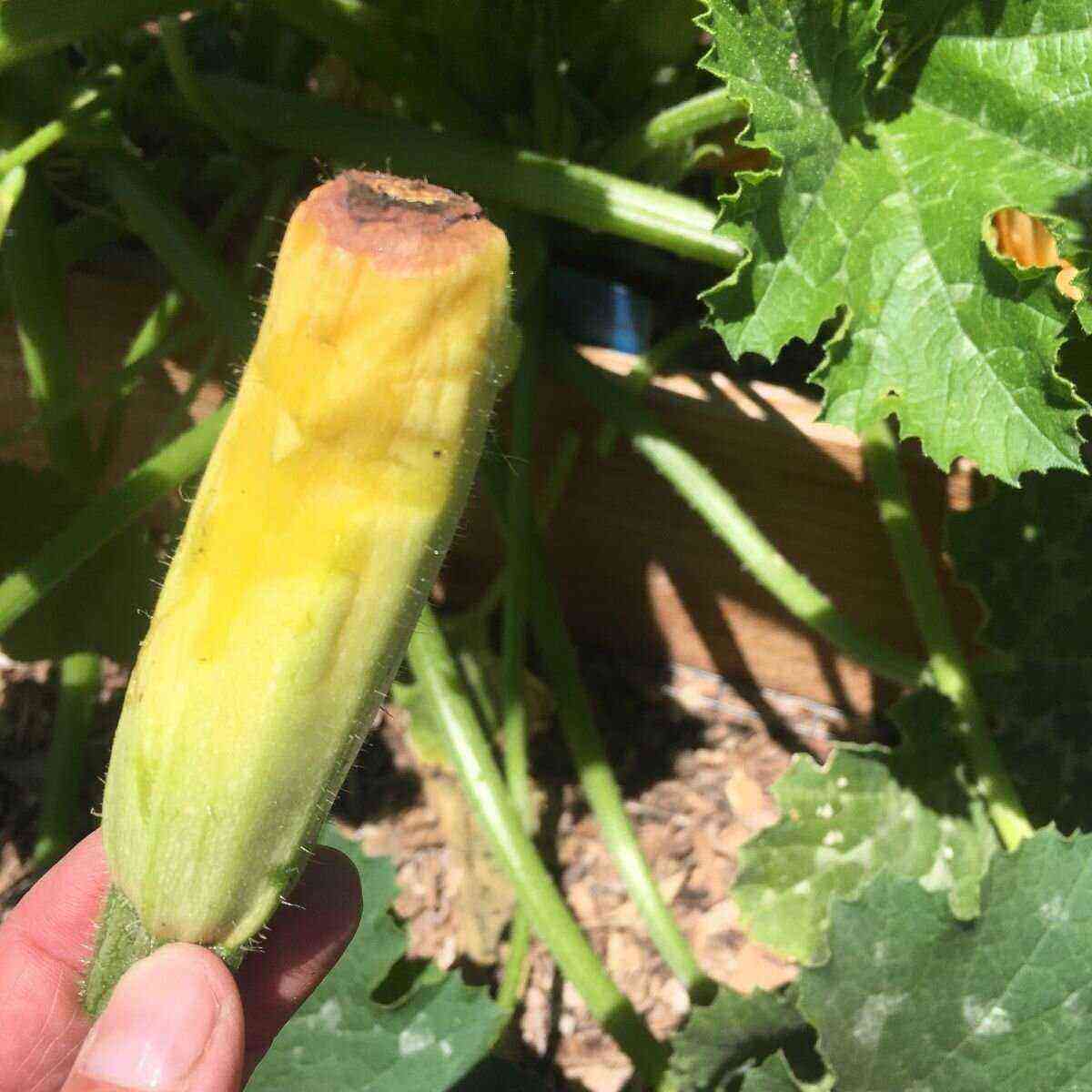 Why ovaries of zucchini rot and what to do?