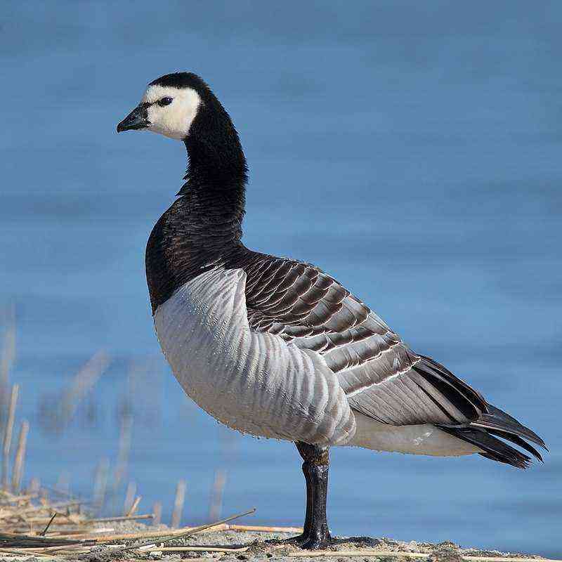 Wild geese – types and description