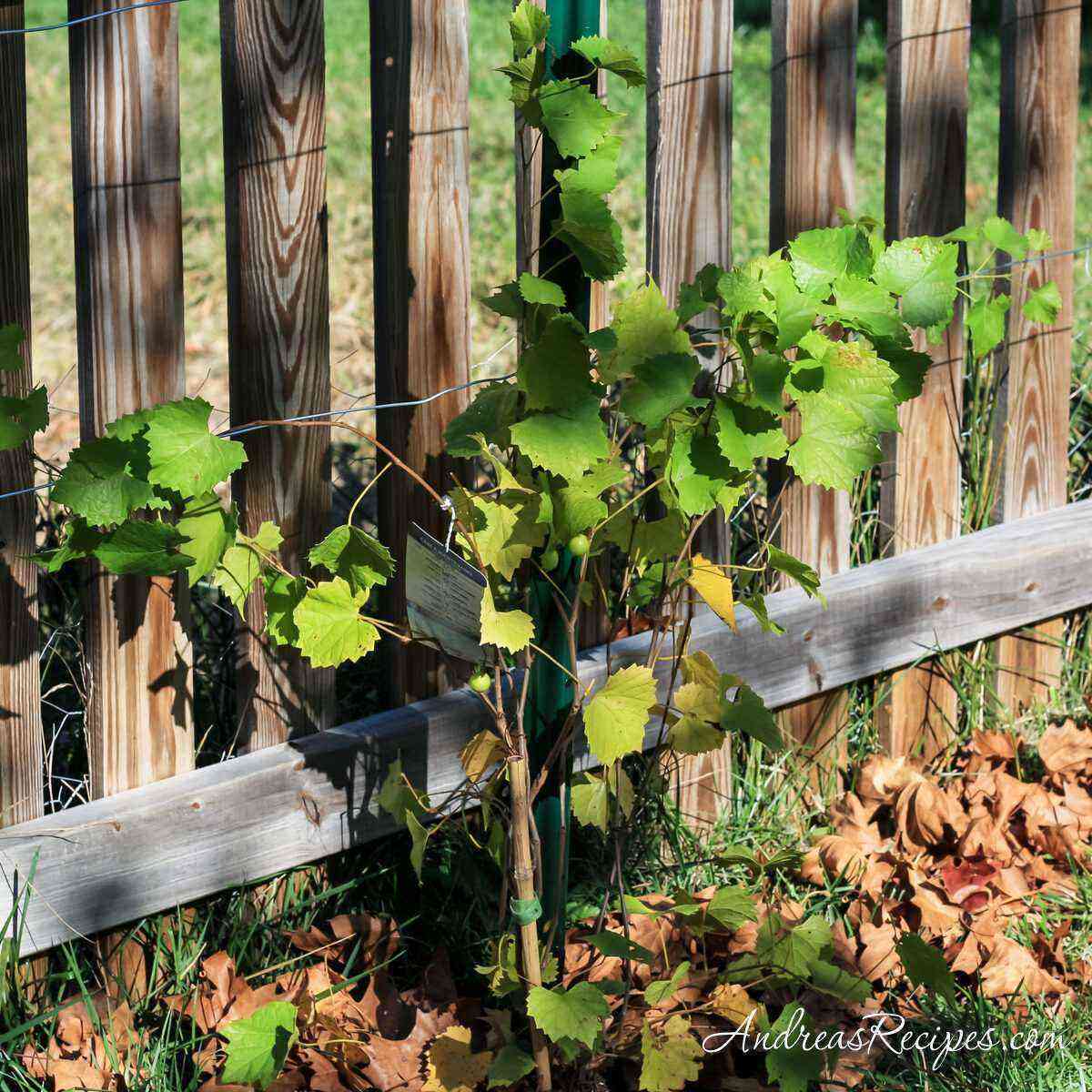 Wild grapes on the fence