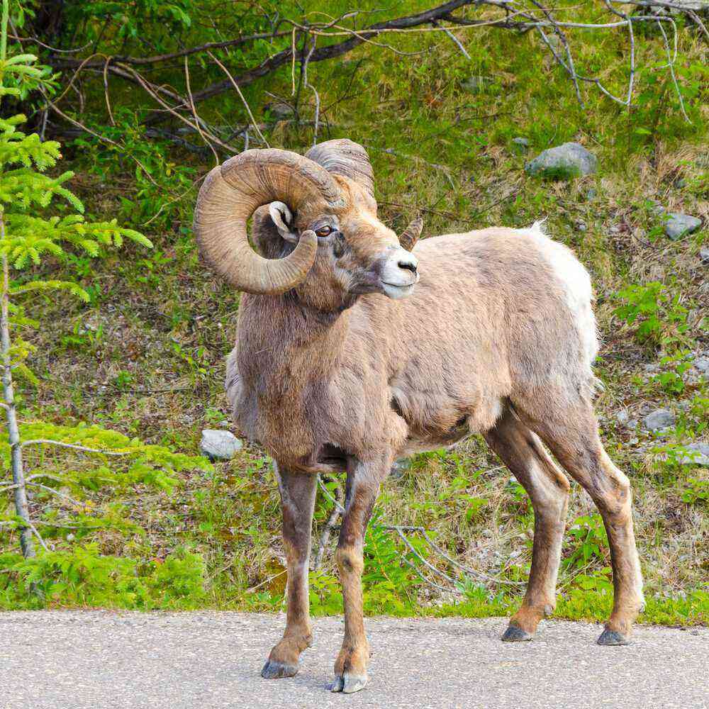 Wild sheep: characteristics and types of artiodactyl with twisted horns