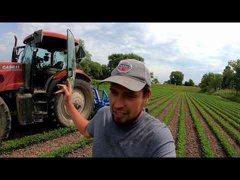 Agricultural machinery. Robot Tractor Cultivates Certified Organic Soya Beans – How to farm high tech row crop farming