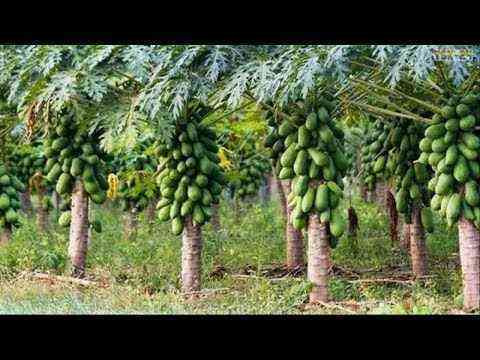 Agriculture.  WOW!  Amazing agricultural technology – papaya