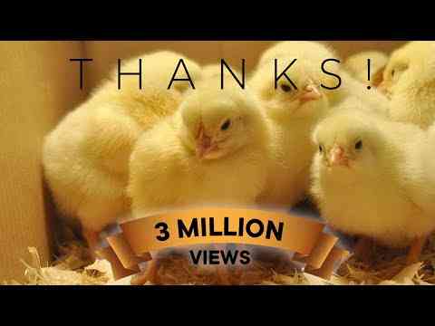 Chick Hatchery Farm – Hatchery Chicks – Modern Chick Raising Technology  Agriculture
