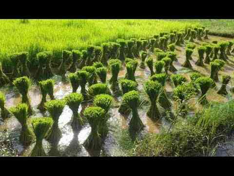 Cultivation of rice from rice seeds – Rice cultivation technology – Rice cultivation  Agriculture