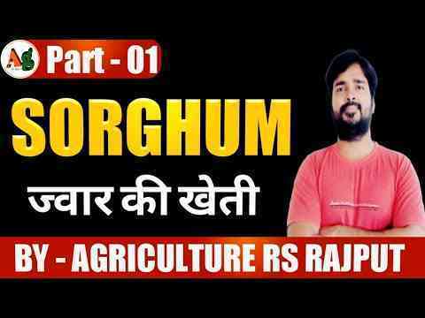 Growing sorghum |  Growing Jowar |  Agronomy |  Part 1  Agriculture
