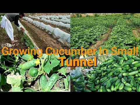How to Grow Cucumbers in a Small Tunnel  Agriculture