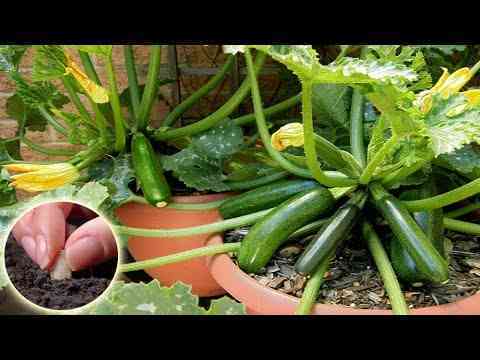 How to grow, fertilize and harvest zucchini from seeds in pots.  zucchini care  Agriculture