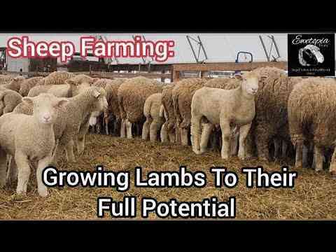Sheep farming: raising lambs to the fullest |  April 2022  Agriculture