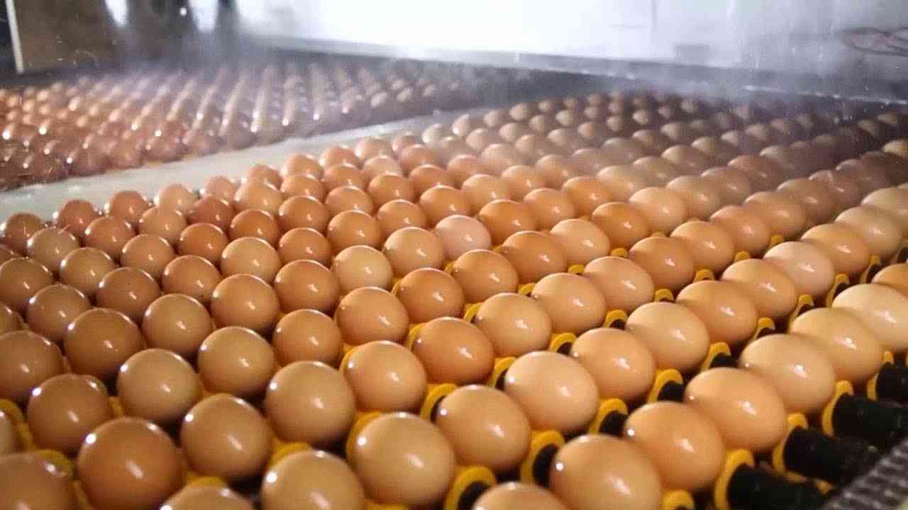 The largest egg factory in China.  Incredible technology.  Agriculture