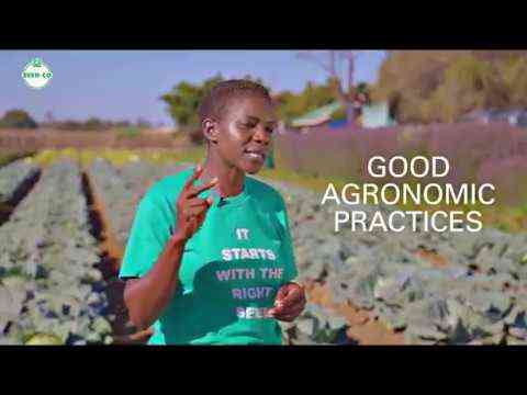 Tips for PRODUCING CABBAGE from Elizabeth Benjamin  Agriculture