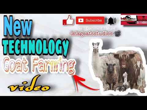 Video about new goat breeding technologies Lalagoatsstudios.📽  Agriculture