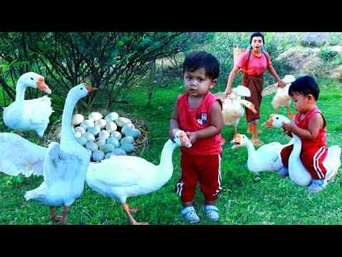 Wild women – Mother and son Catch a goose – collect eggs, cook food, delicious  Agriculture