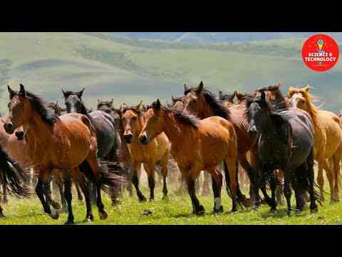 Wonderful World The largest and oldest horse farm in China and Mongolia, Royal Military Horse Farm  Agriculture