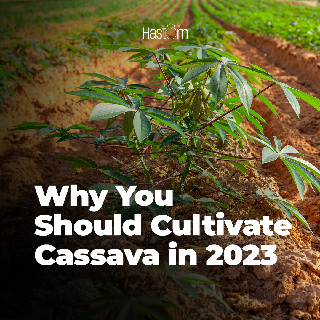 Cassava is an option to increase the farmer's income