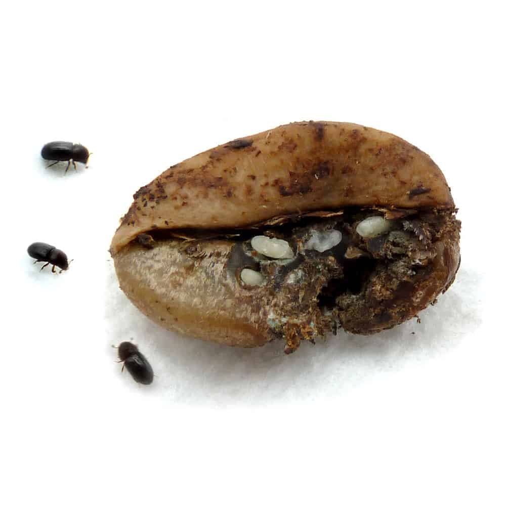 Coffee borer: pest requires prevention and combat