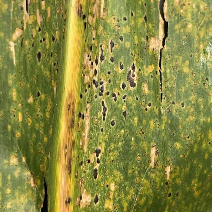 Diseases in the off-season corn crop