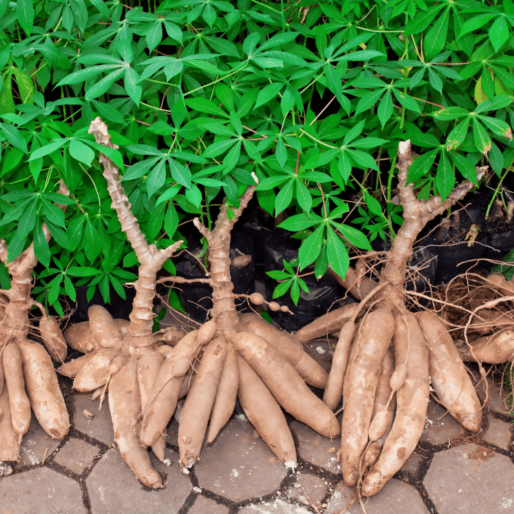 Expectations for the cassava market in 2020