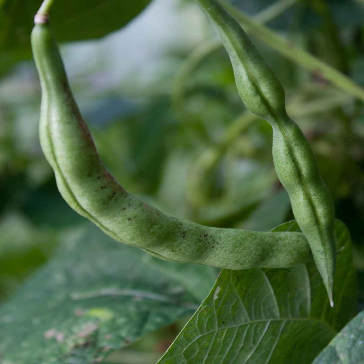How the weather can affect your bean production